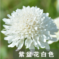 Top quality Bulk Garden flower Pincushion Seeds